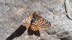 Euphydryas editha quino