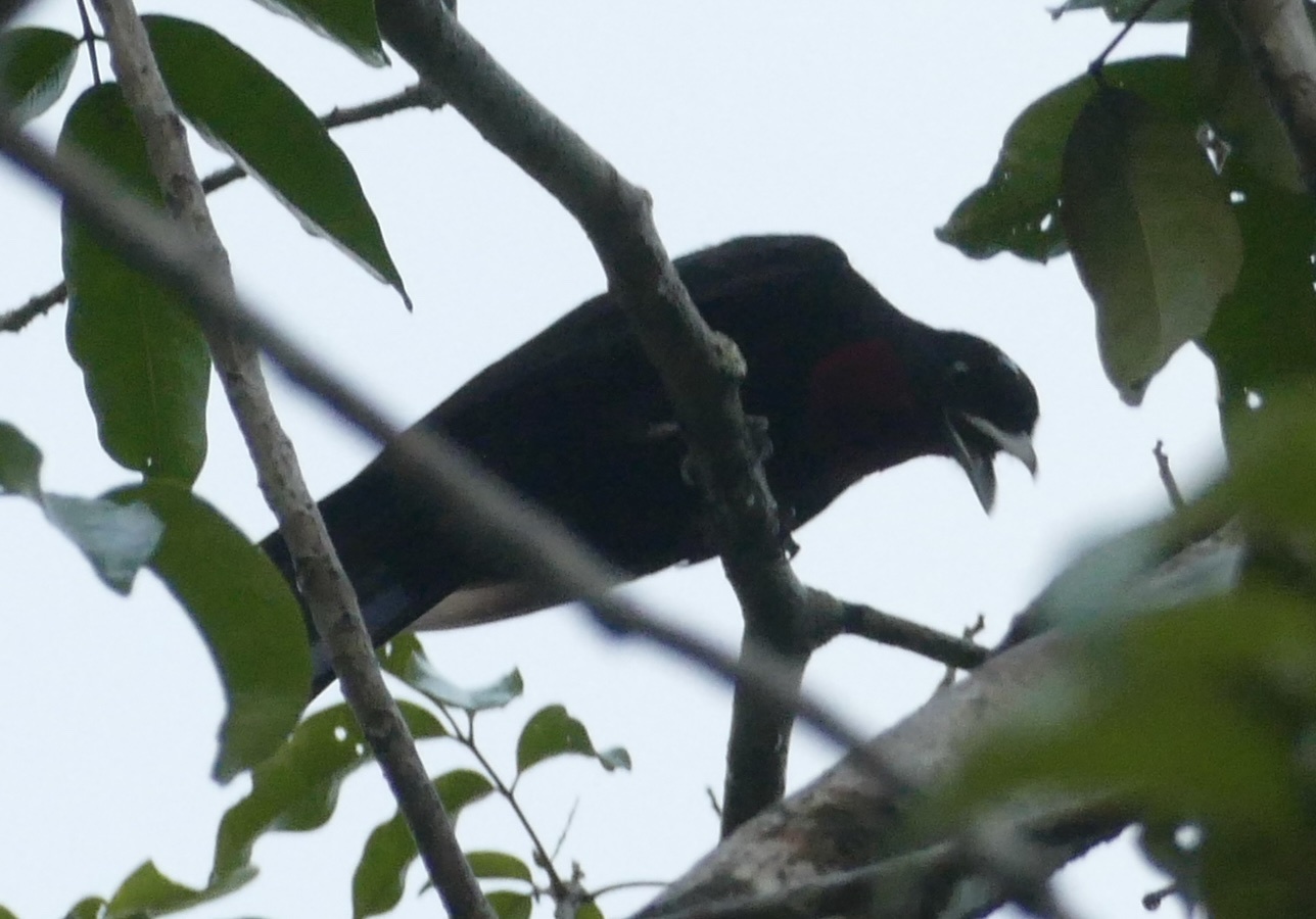 Purple-throated Fruitcrow (Querula purpurata), photo 7