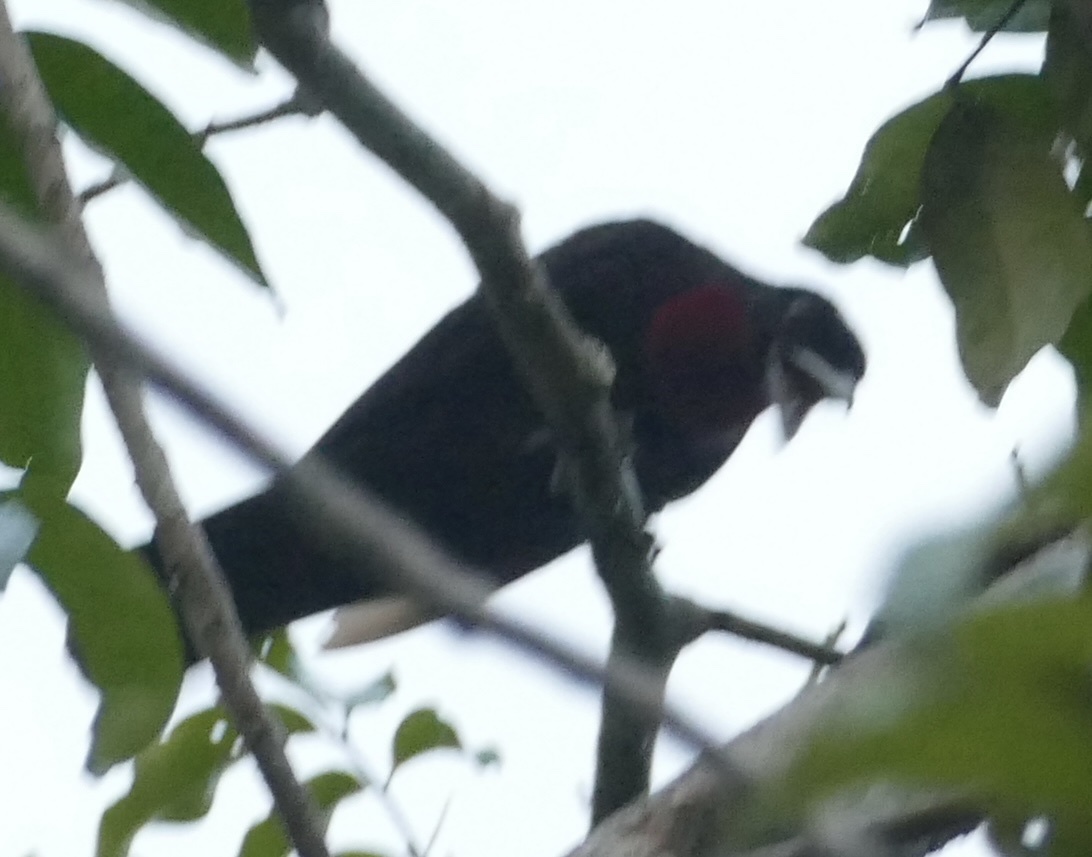 Purple-throated Fruitcrow (Querula purpurata), photo 10