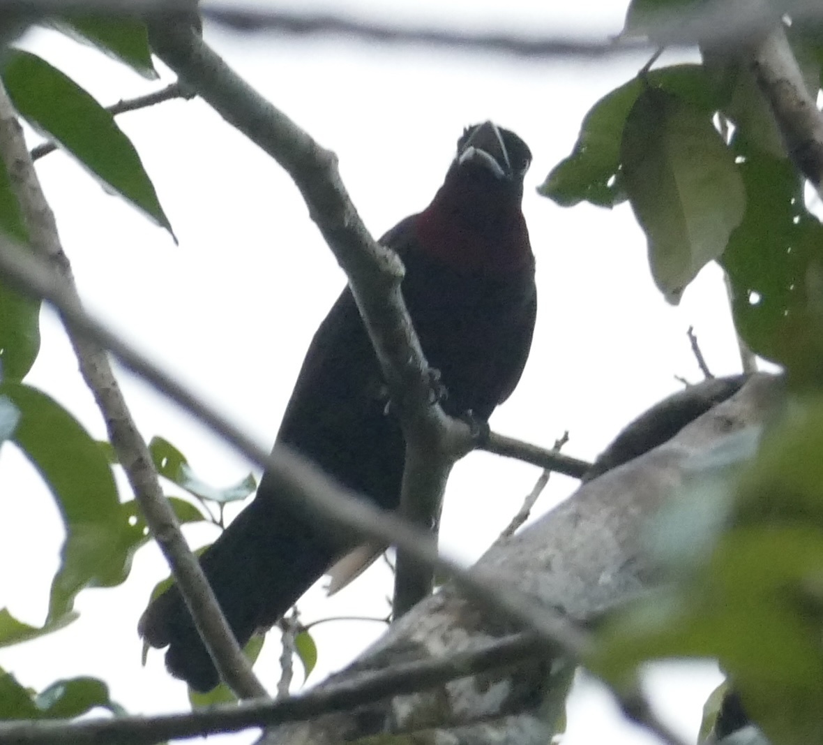 Purple-throated Fruitcrow (Querula purpurata), photo 8