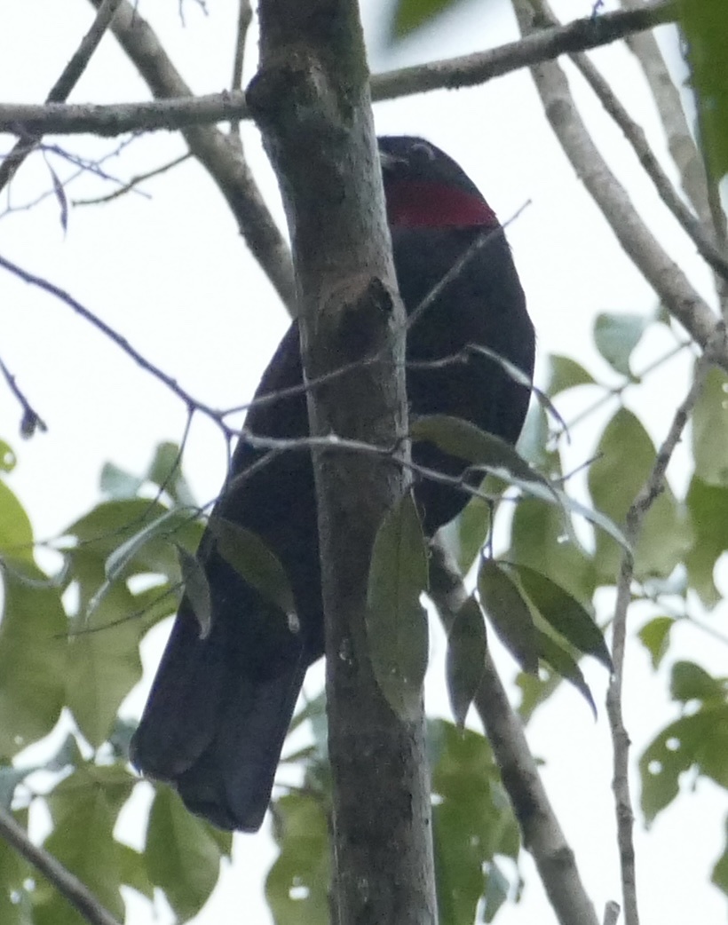 Purple-throated Fruitcrow (Querula purpurata), photo 9