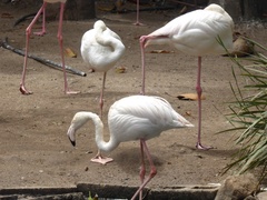 Phoenicopteriformes