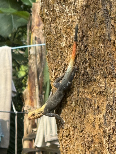Peters's Rock Agama