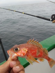 Sebastes semicinctus