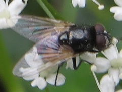 Musca osiris
