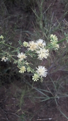 Prosopidastrum angusticarpum