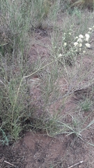 Prosopidastrum angusticarpum