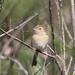 Bachman's Sparrow - Photo (c) Ty Smith, some rights reserved (CC BY-NC), uploaded by Ty Smith