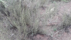 Prosopidastrum angusticarpum
