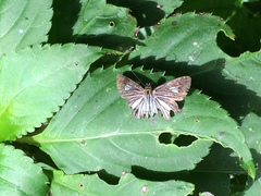 Pythonides lancea