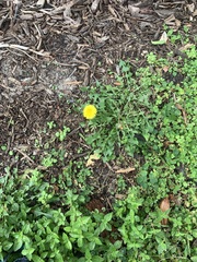 Taraxacum officinale image