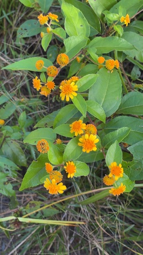 Tilesia baccata, photograph 5