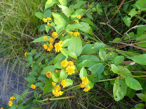 Tilesia baccata, photograph 6