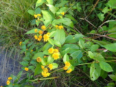 Tilesia baccata, photograph author not stated, no rights reserved
