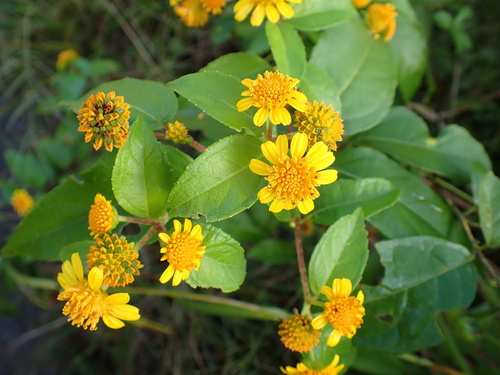 Tilesia baccata, photograph 1