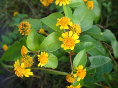 Tilesia baccata, photograph author not stated, no rights reserved