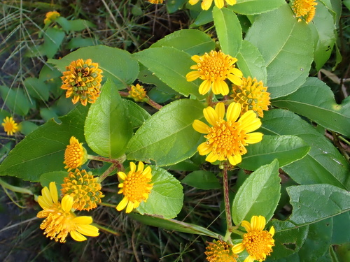 Tilesia baccata, photograph 3