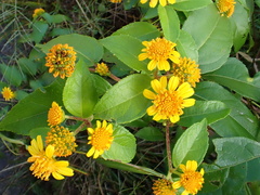 Tilesia baccata, photograph author not stated, no rights reserved