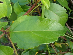 Tilesia baccata, photograph author not stated, no rights reserved