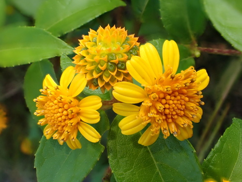 Tilesia baccata, photograph 2