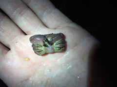 Ozius reticulatus