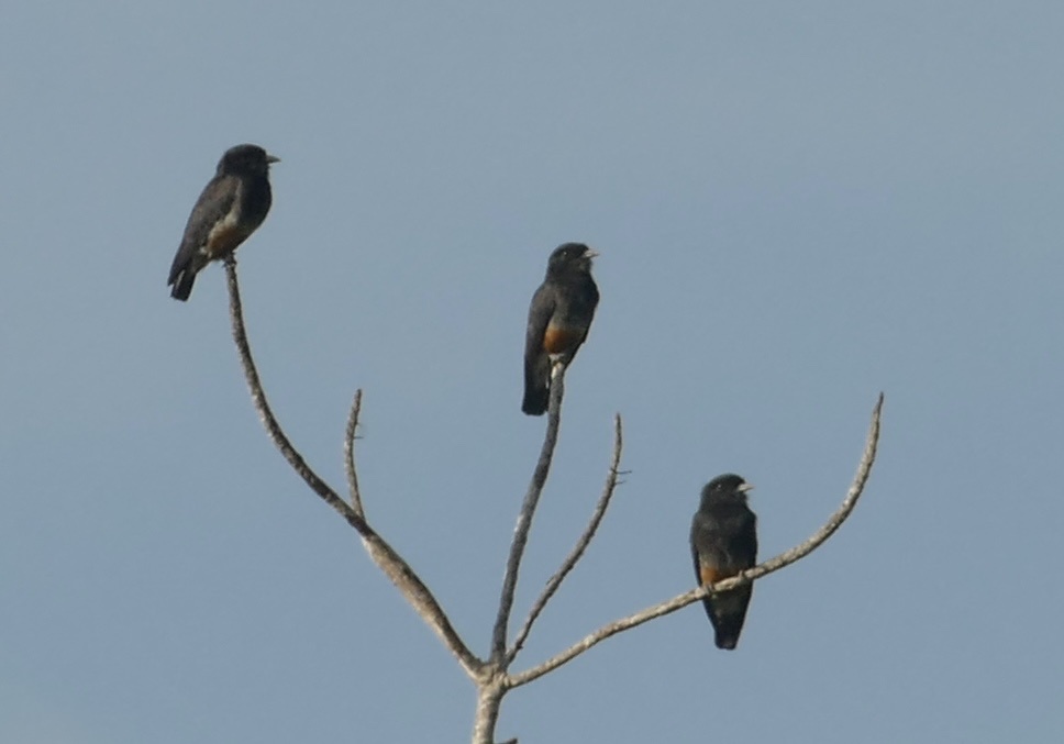 Swallow-winged Puffbird (Chelidoptera tenebrosa), photo 2