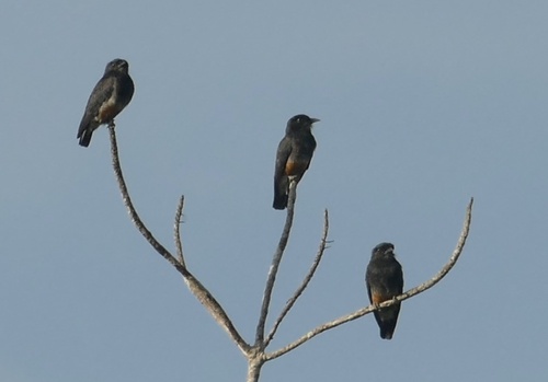 Swallow-winged Puffbird (Chelidoptera tenebrosa), photo 4