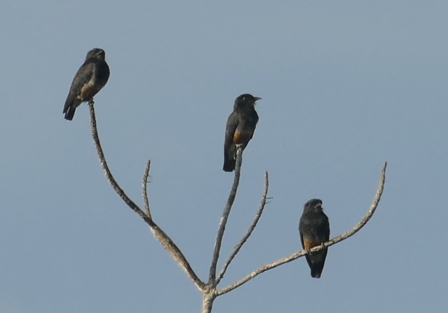 Swallow-winged Puffbird (Chelidoptera tenebrosa), photo 4