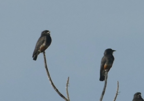Swallow-winged Puffbird (Chelidoptera tenebrosa), photo 5
