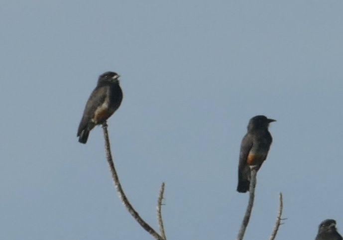 Swallow-winged Puffbird (Chelidoptera tenebrosa), photo 5