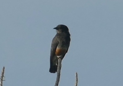 Swallow-winged Puffbird (Chelidoptera tenebrosa), photo 3