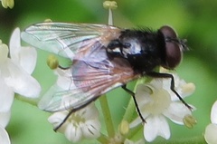 Musca osiris