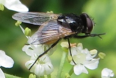 Musca osiris