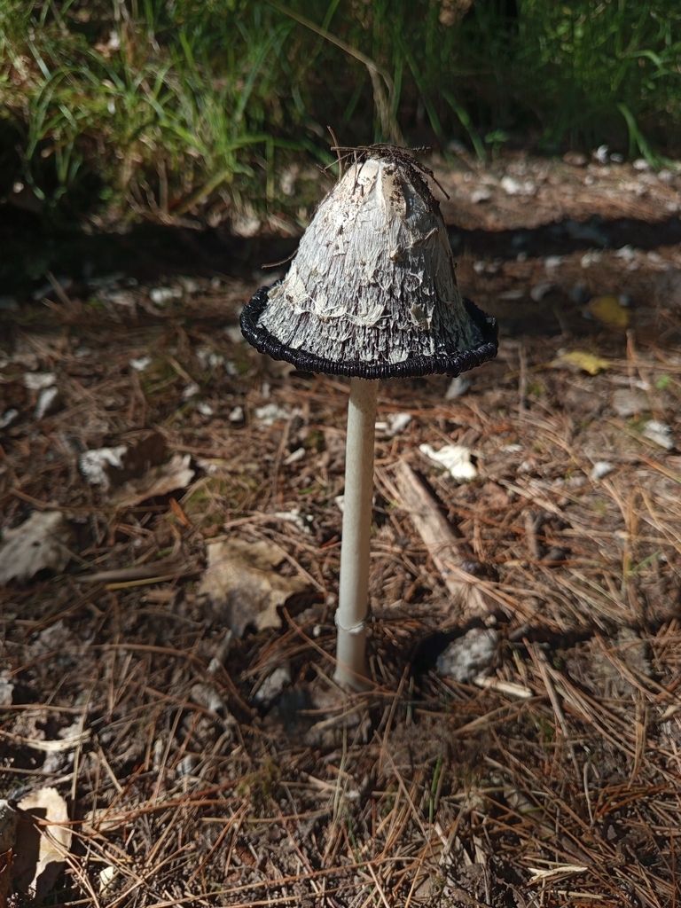 Coprinus comatus · March 2026 · photo: © alekscz (iNaturalist, cc0)