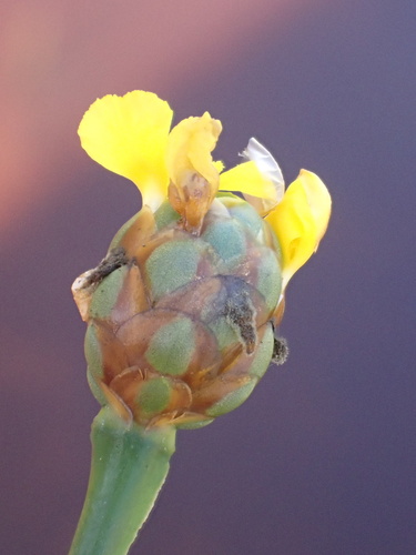 Richard's Yellow-eyed Grass (Xyris jupicai)