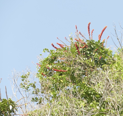 Norantea guianensis, photograph 1