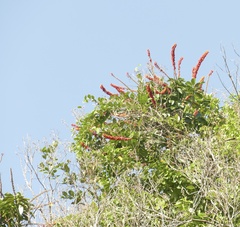 author not stated, no rights reserved Norantea guianensis, photograph author not stated, no rights reserved