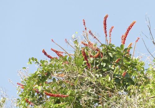 Norantea guianensis, photograph 2