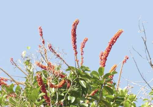 Red hot poker vine (Norantea guianensis)