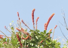 Norantea guianensis