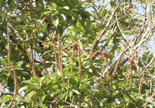 Norantea guianensis, photograph 3