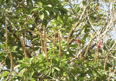author not stated, no rights reserved Norantea guianensis, photograph author not stated, no rights reserved