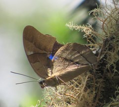 Archaeoprepona chalciope