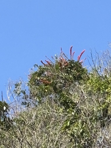 Norantea guianensis, photograph 4