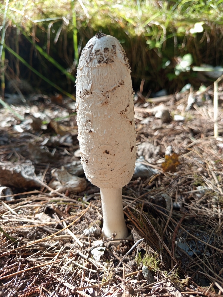 Coprinus comatus · March 2026 · photo: © alekscz (iNaturalist, cc0)
