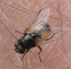 Musca osiris