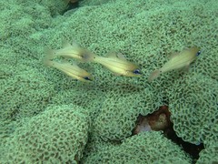Fimbriaphyllia ancora