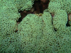 Fimbriaphyllia ancora