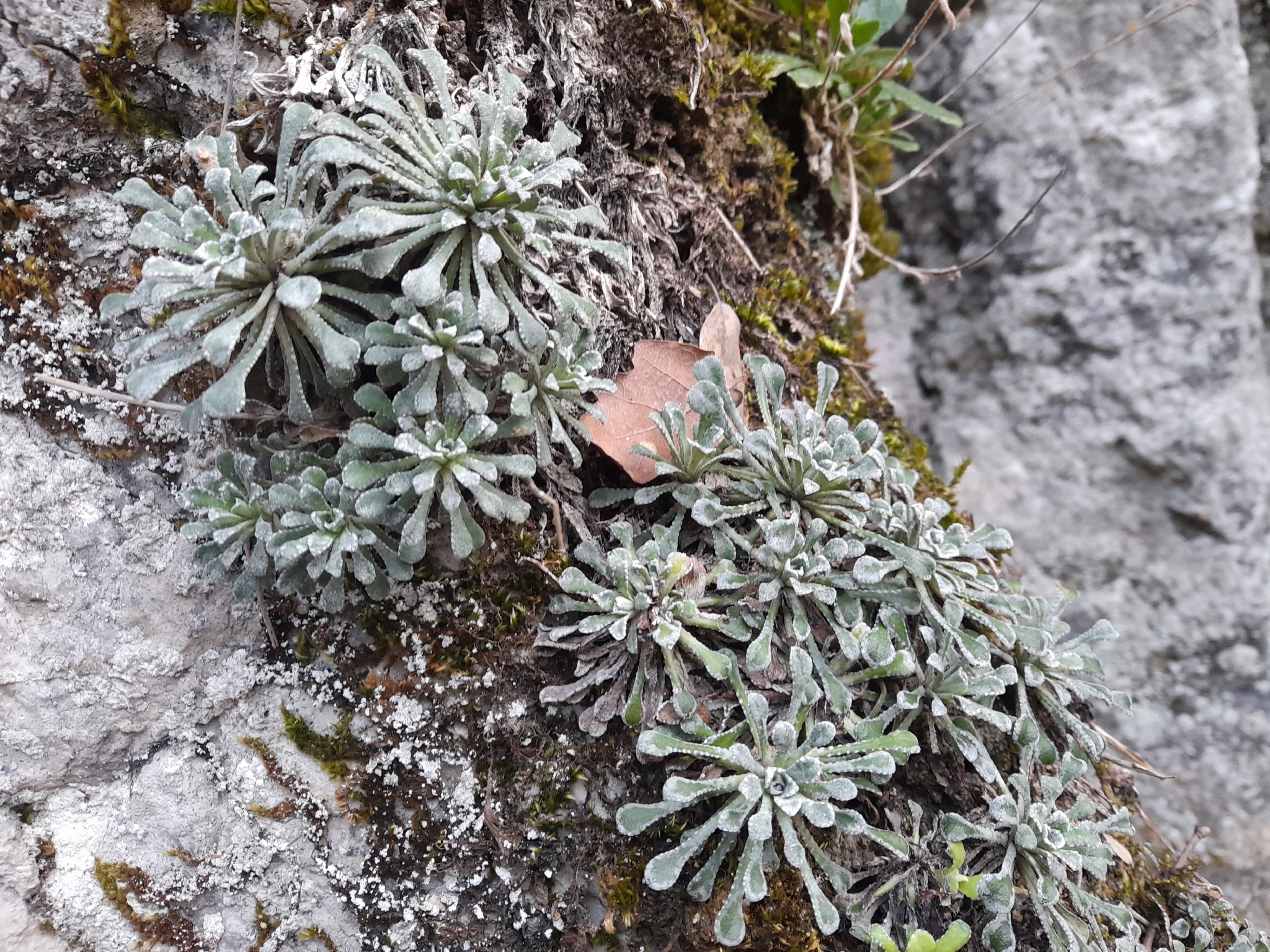 Saxifraga cochlearis