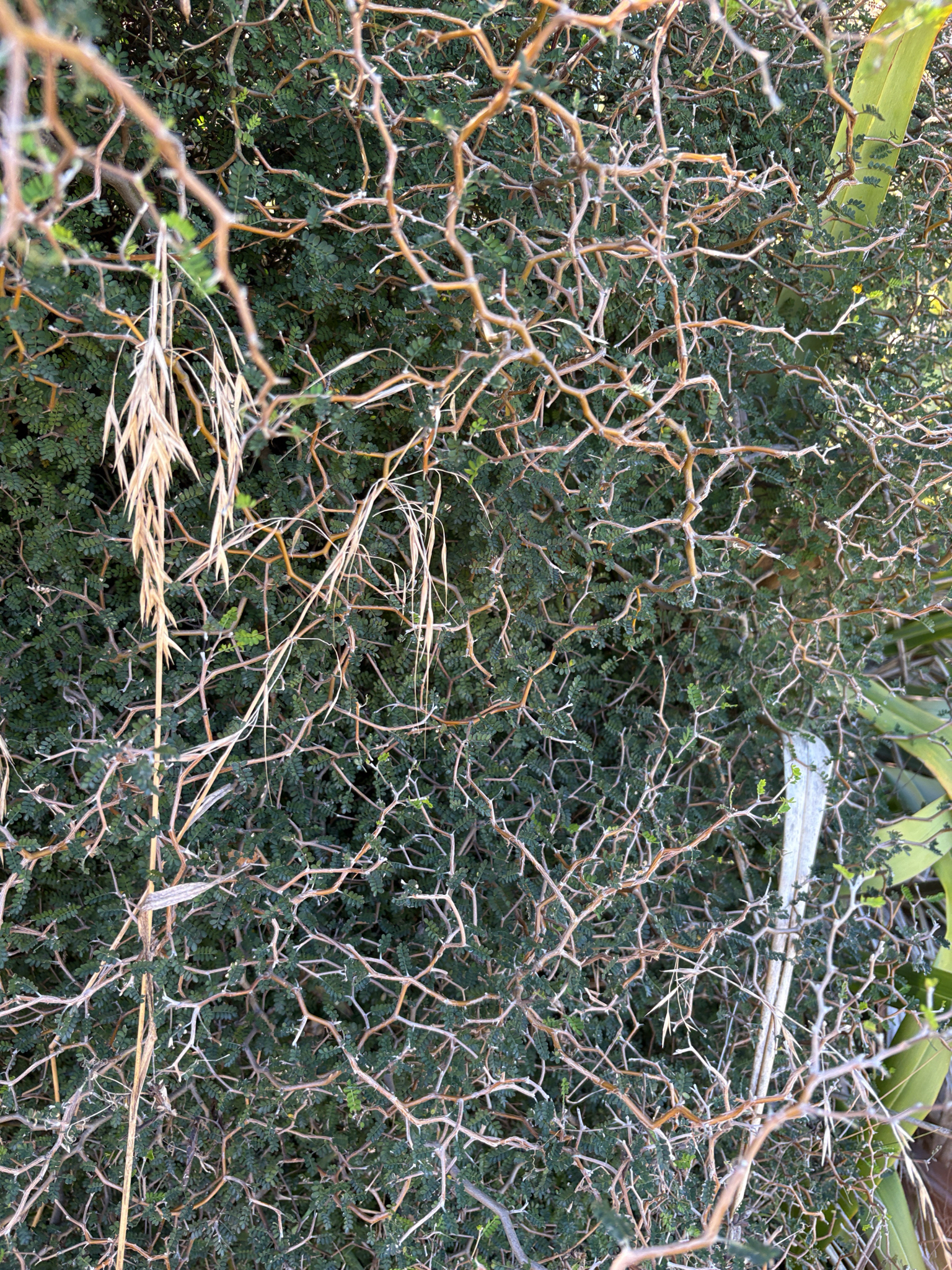 Sophora Prostrata (Sophora prostrata)